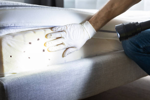 Best Pest Removal Services  in Buckhorn, CA