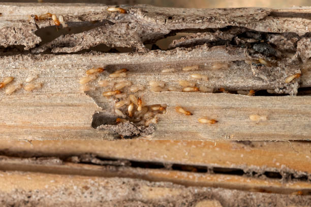 Best Rodent Control Near Me  in Buckhorn, CA