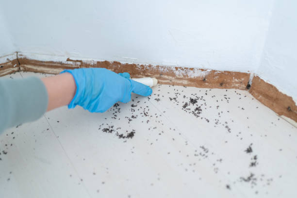 Best Affordable Pest Control Services  in Buckhorn, CA